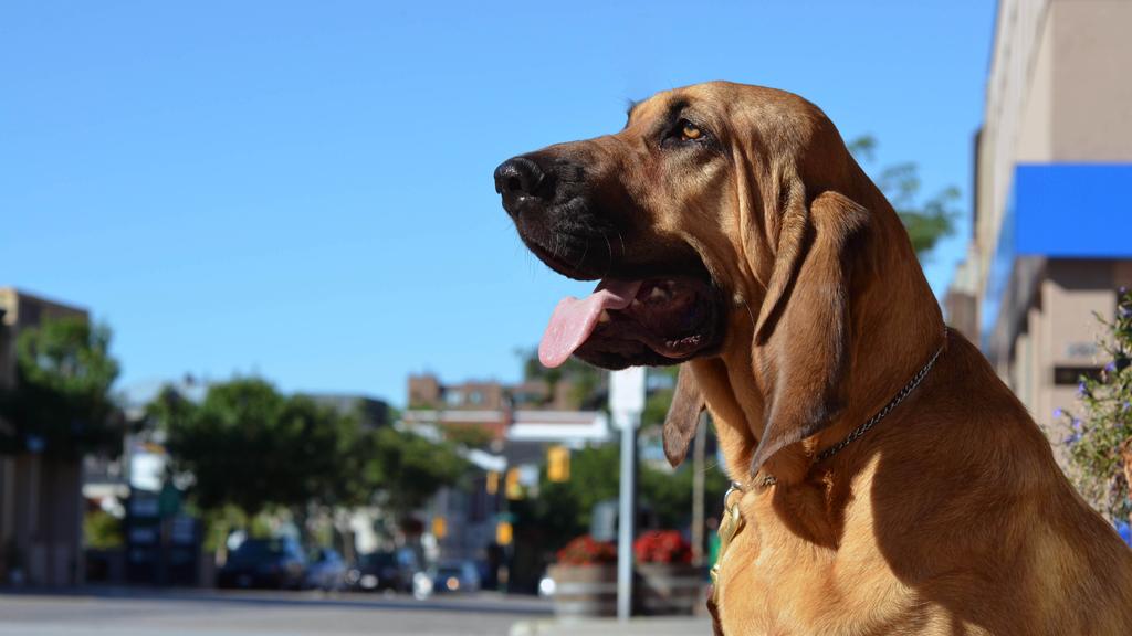 Exercise & Activity Needs icon