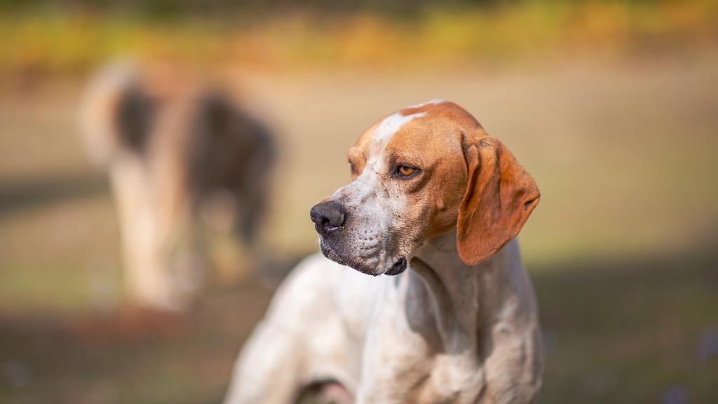 Exercise & Activity Needs icon