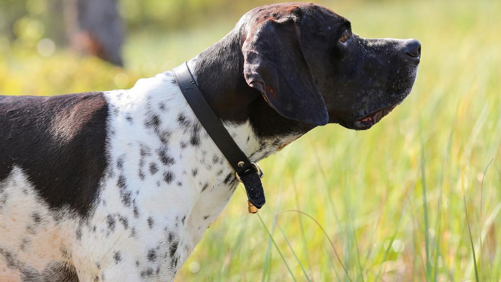 Grooming & Health icon