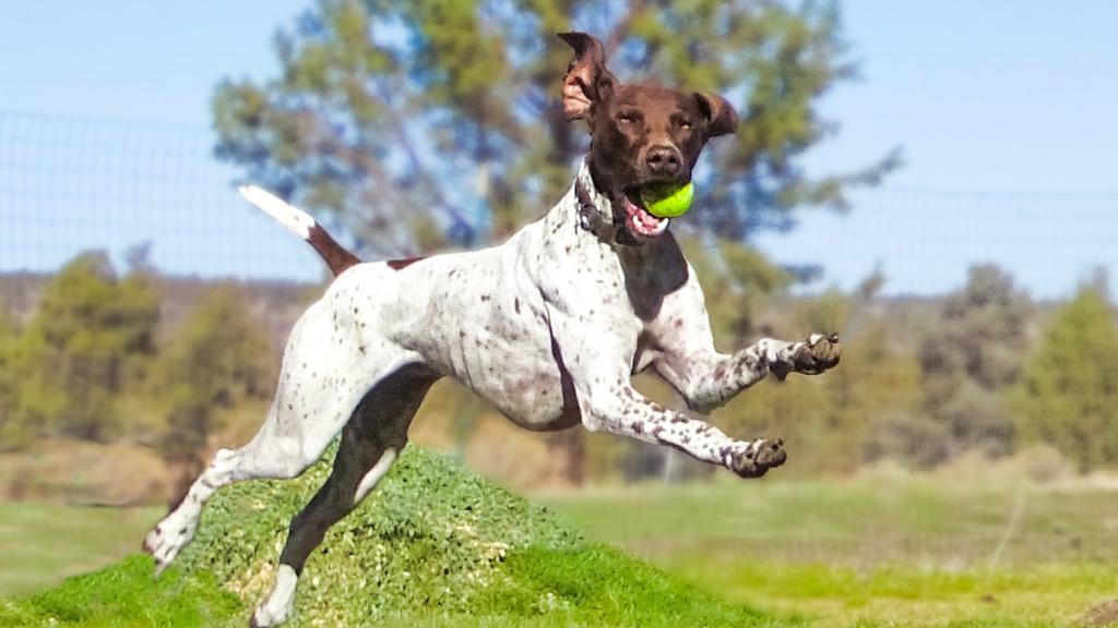 Living Environment Adaptability icon