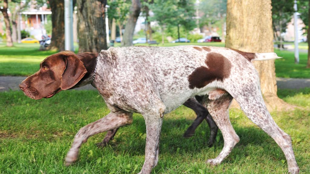 Suitability for First-Time vs. Experienced Owners icon