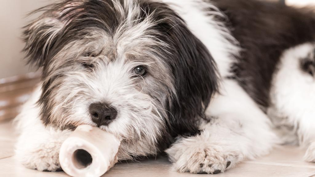 Life Stage Considerations icon