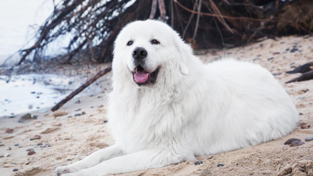 Polish Lowland Sheepdog