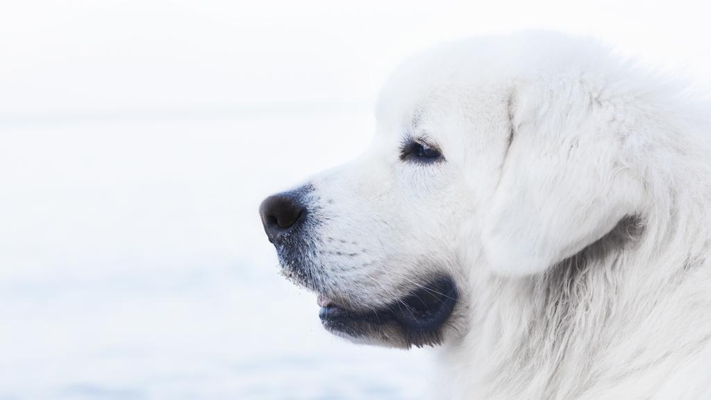 Exercise & Activity Needs icon