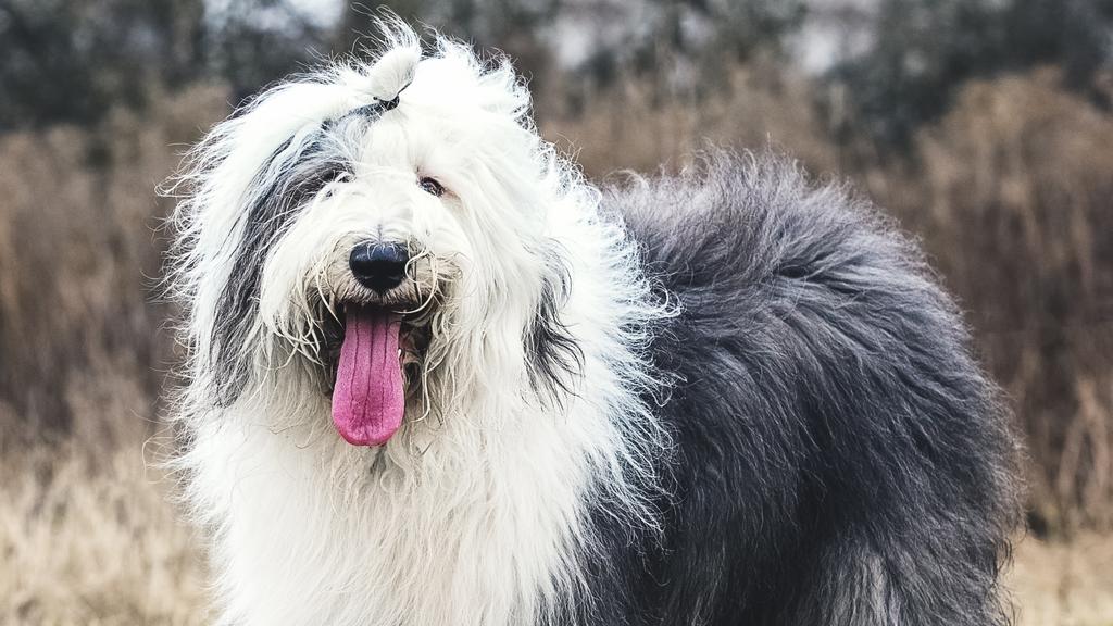 Polish Lowland Sheepdog