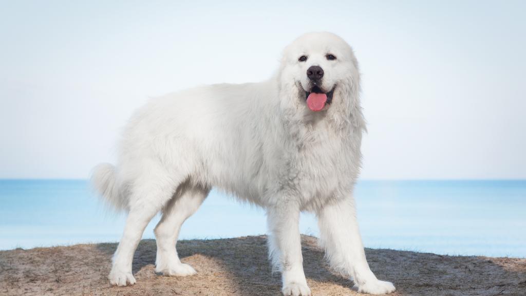 Basic Information icon