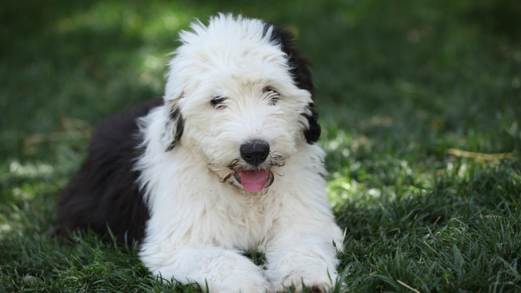 Polish Lowland Sheepdog