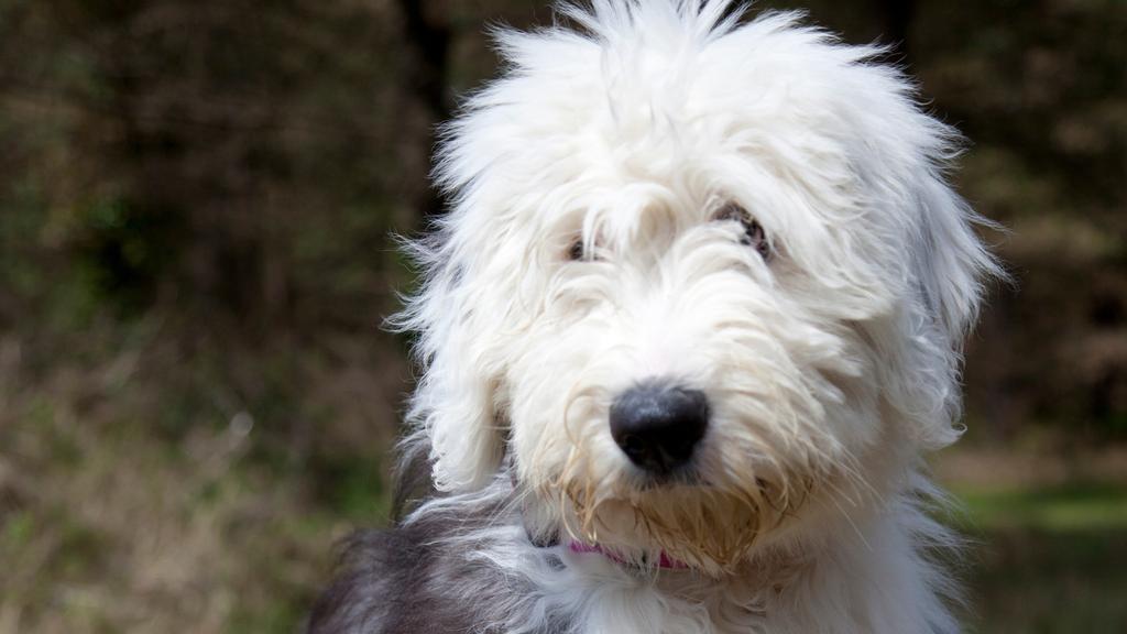 Polish Lowland Sheepdog