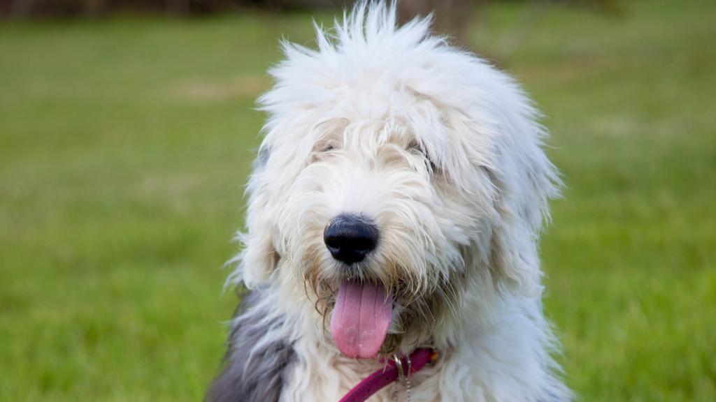 Polish Lowland Sheepdog