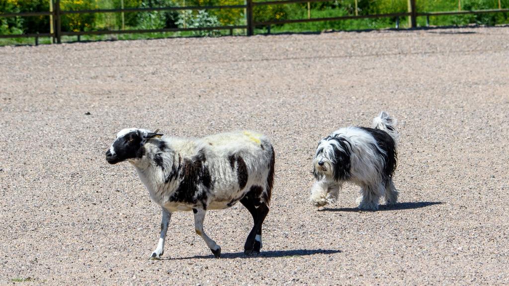 Polish Lowland Sheepdog