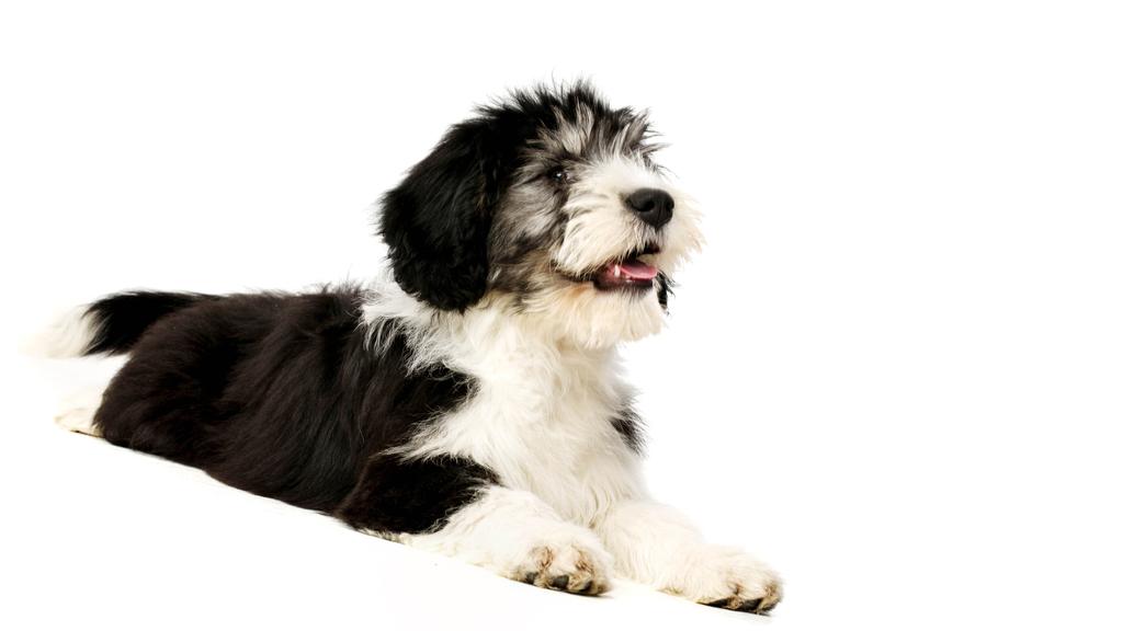 Polish Lowland Sheepdog