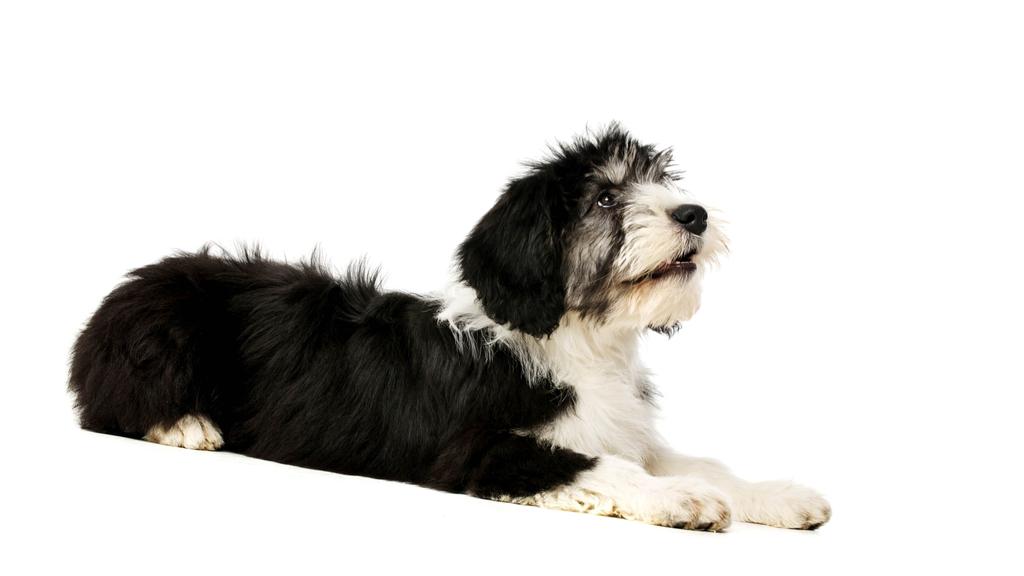 Polish Lowland Sheepdog