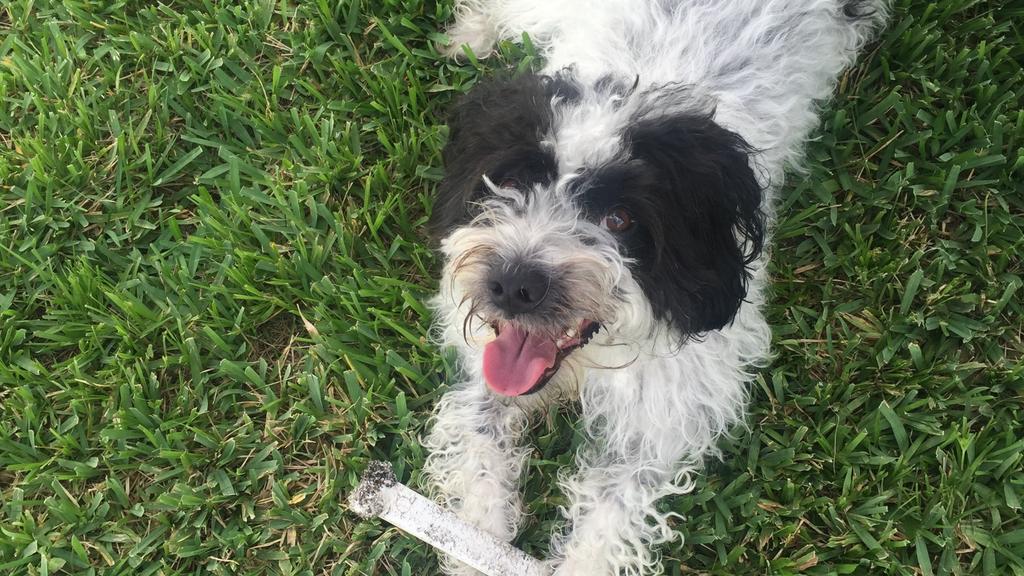 Suitability for First-Time vs. Experienced Owners icon