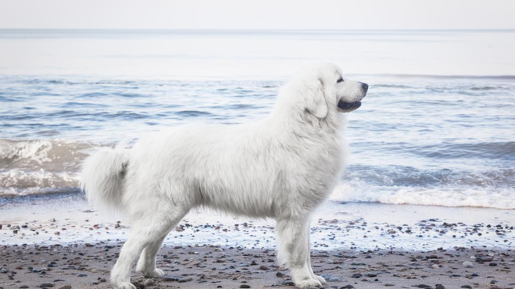 Long-Term Commitment & Special Considerations icon