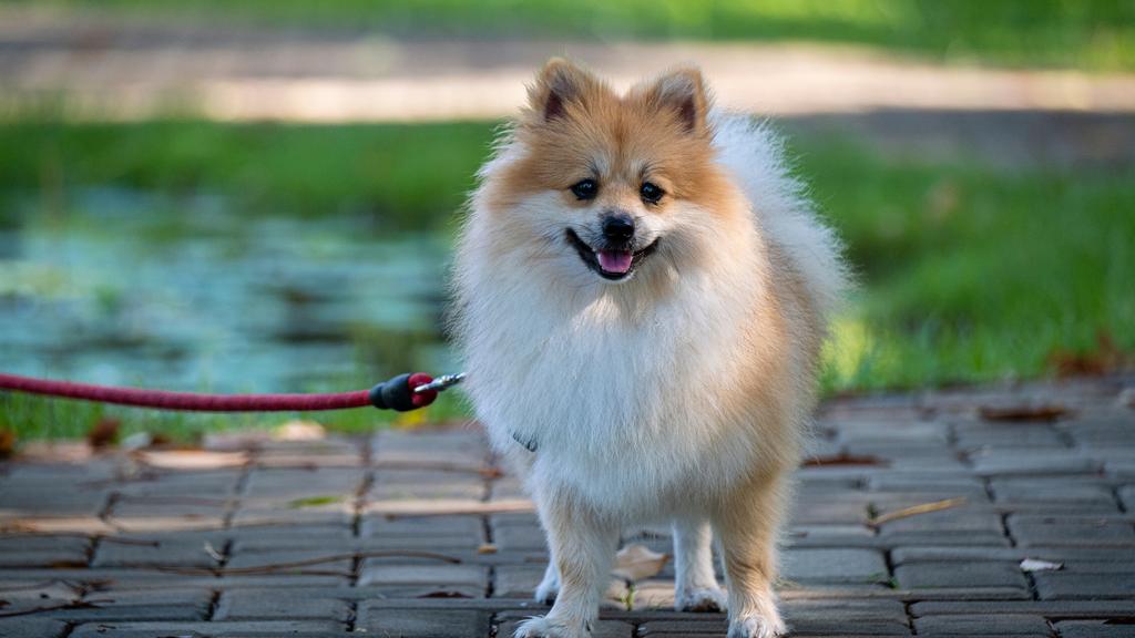 Pomeranian