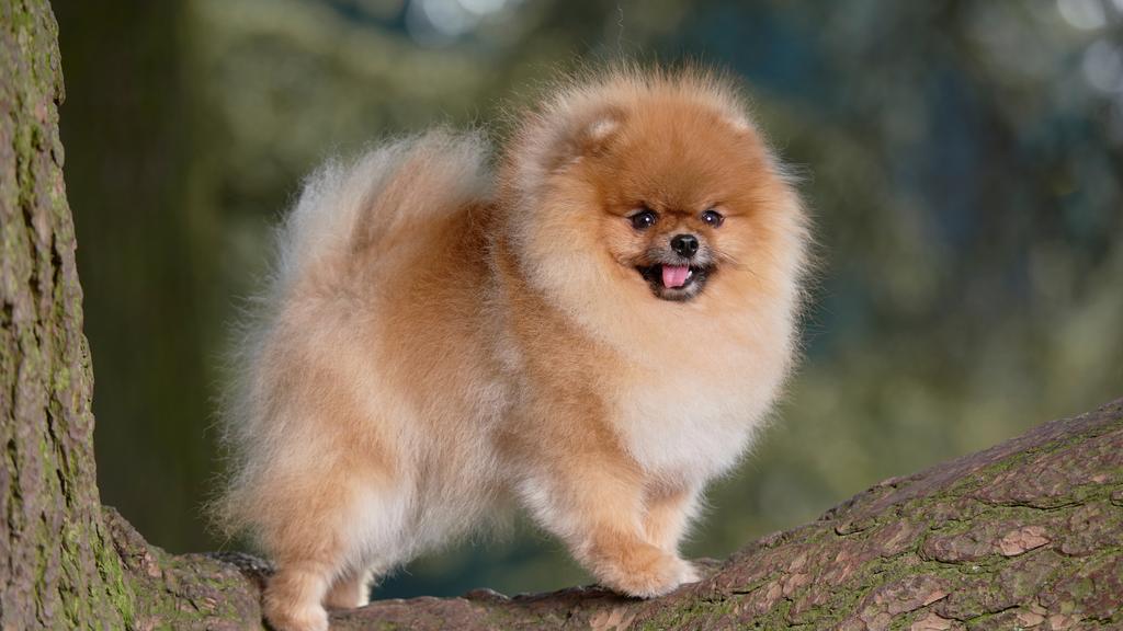 Grooming & Health icon