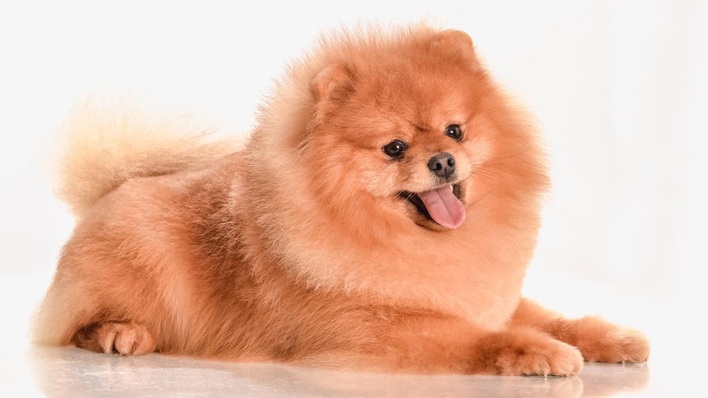 Pomeranian