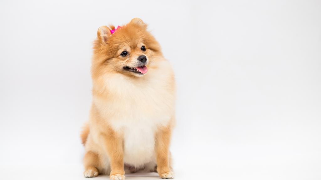 Pomeranian