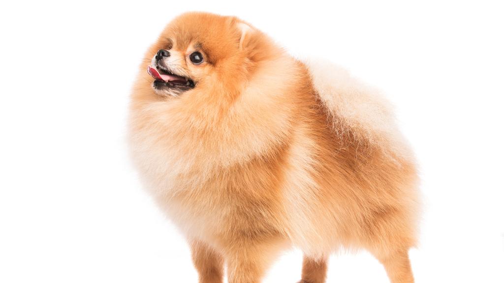 Adoption vs. Breeder Considerations icon