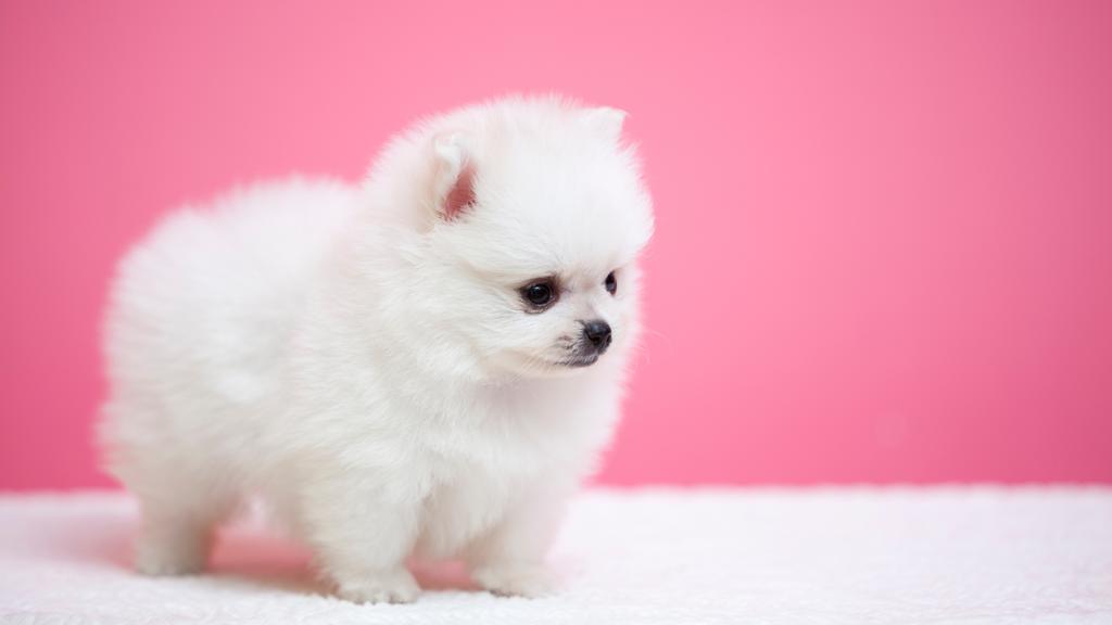 Temperament & Behavior icon