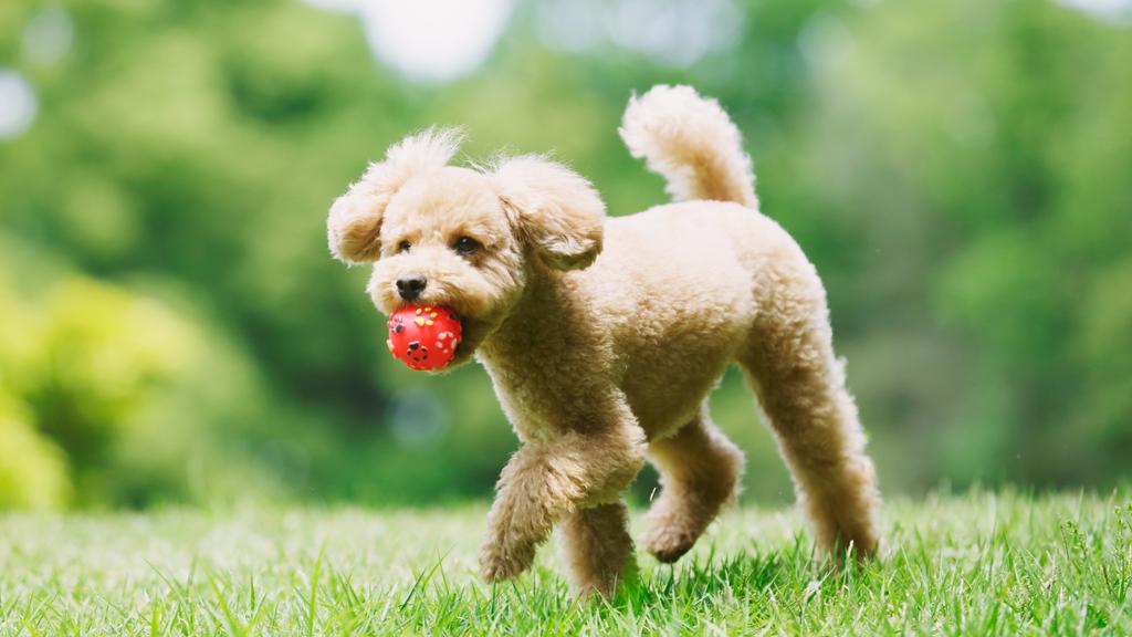 Poodle (Standard, Miniature, and Toy)