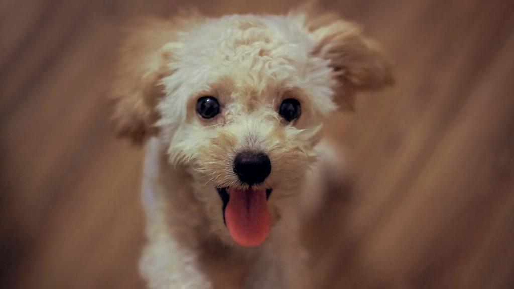 Poodle (Standard, Miniature, and Toy)