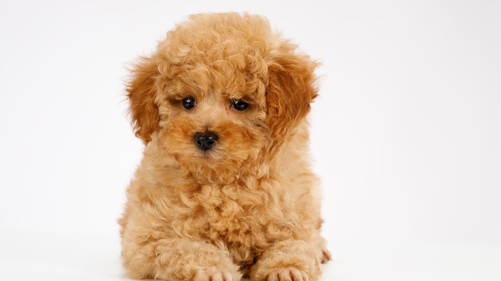Poodle (Standard, Miniature, and Toy)