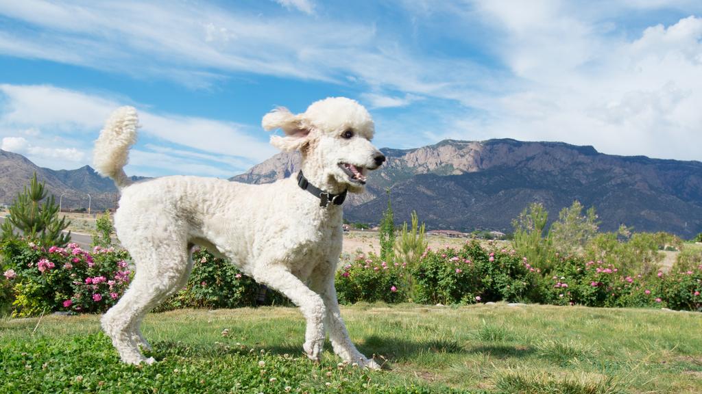 Temperament & Behavior icon