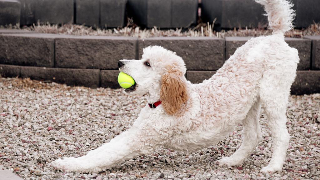 Poodle (Standard, Miniature, and Toy)