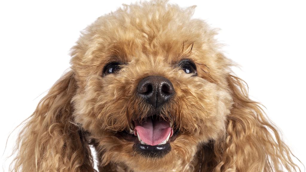 Poodle (Standard, Miniature, Toy)