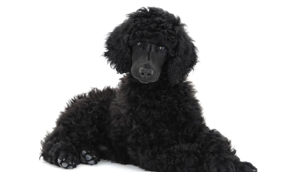 Poodle (Standard, Miniature, Toy)