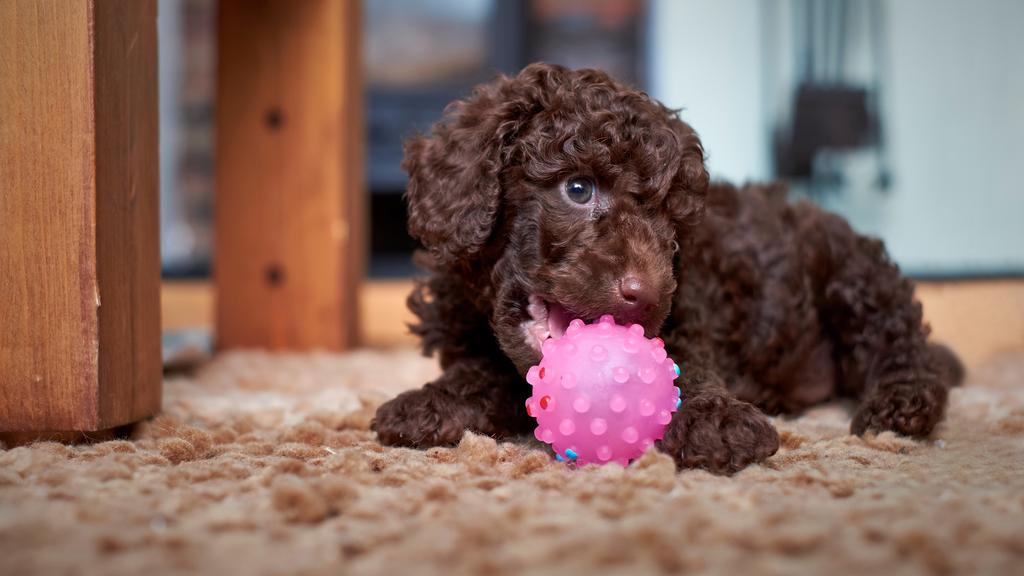 Temperament & Behavior icon