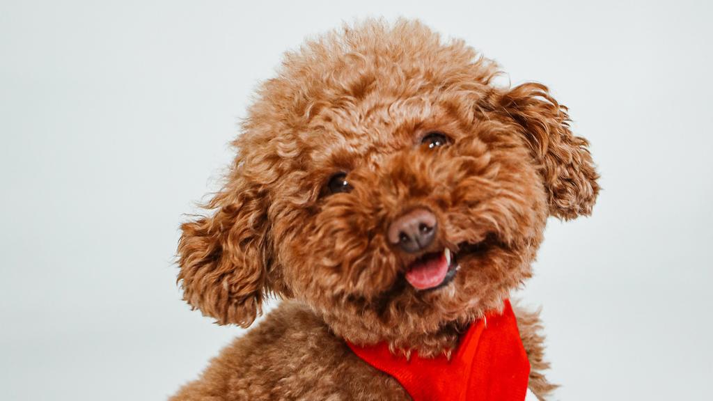 Basic Information icon