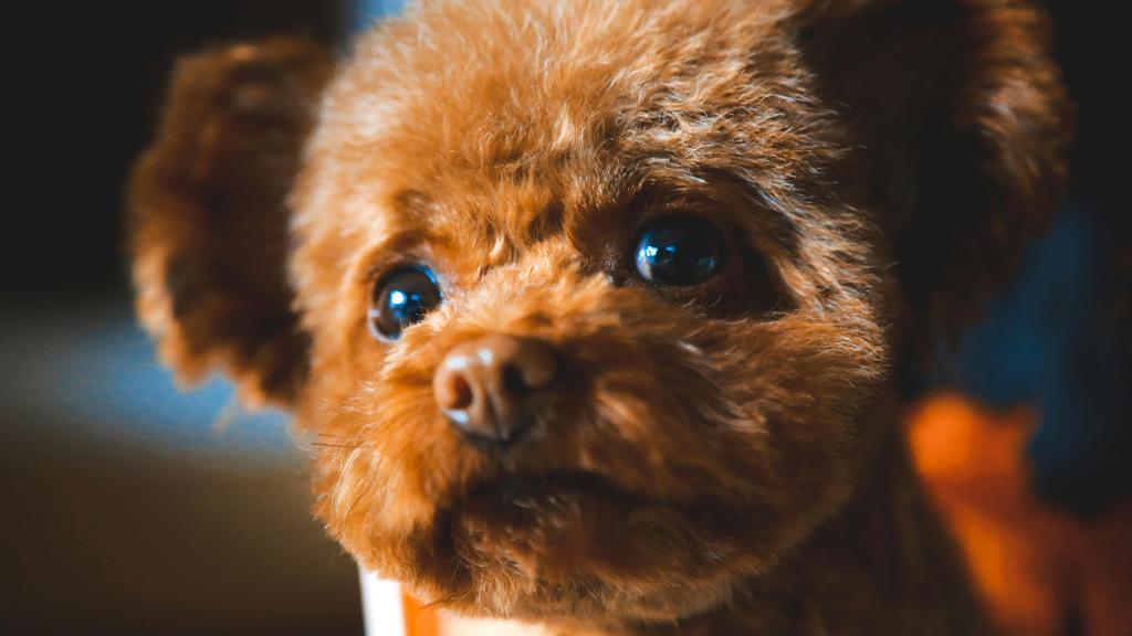 Poodle (Standard, Miniature, Toy)