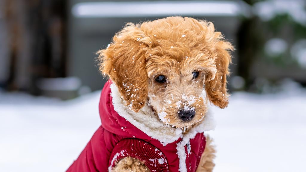 Poodle (Standard, Miniature, Toy)