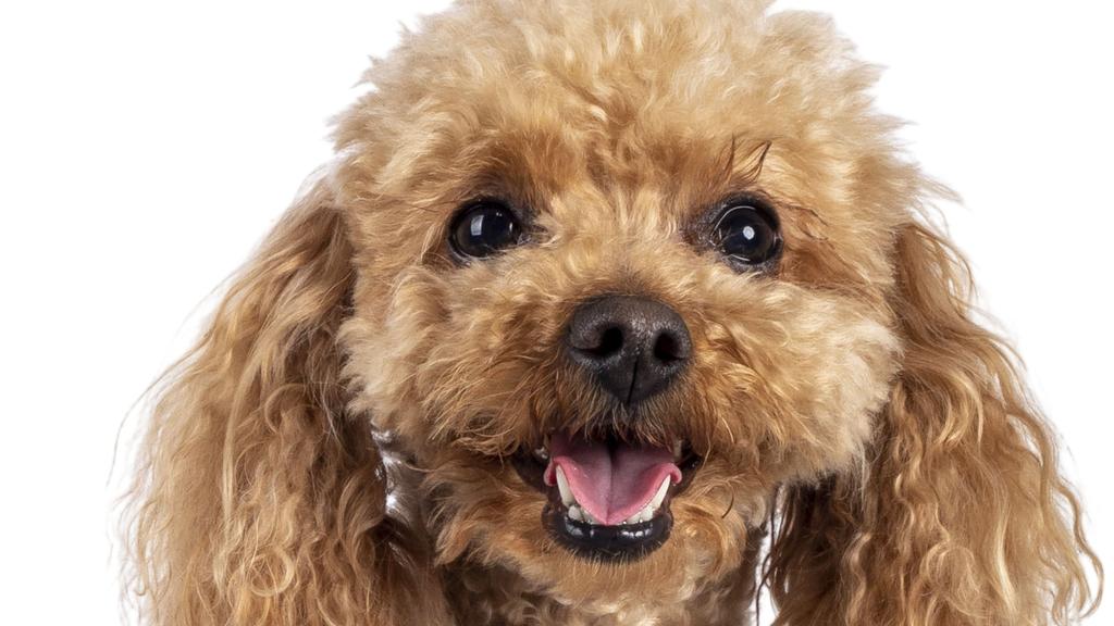 Poodle (Standard, Miniature, Toy)