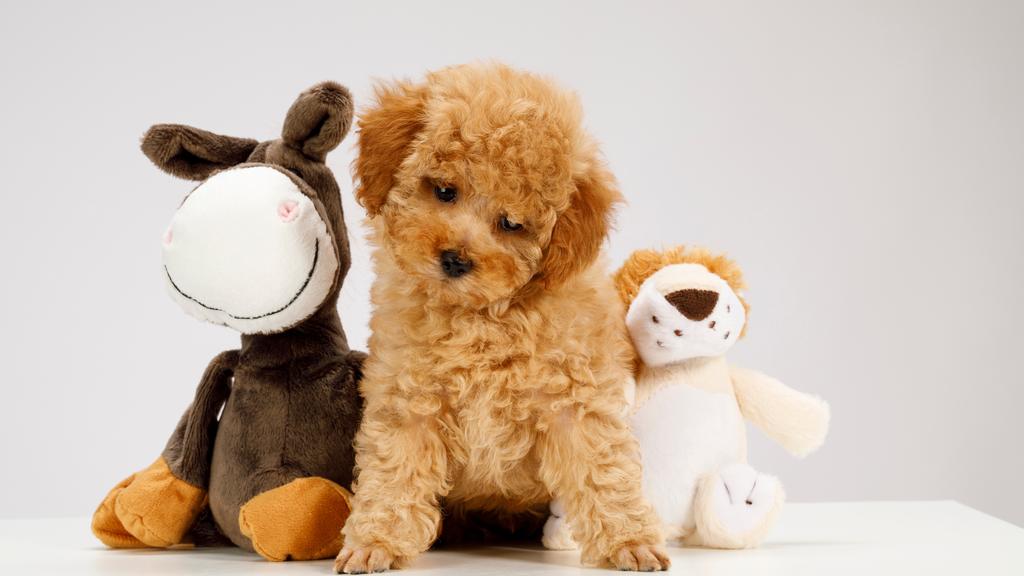 Suitability for First-Time vs. Experienced Owners icon