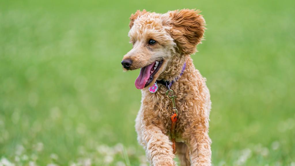 Poodle (Standard, Miniature, Toy)