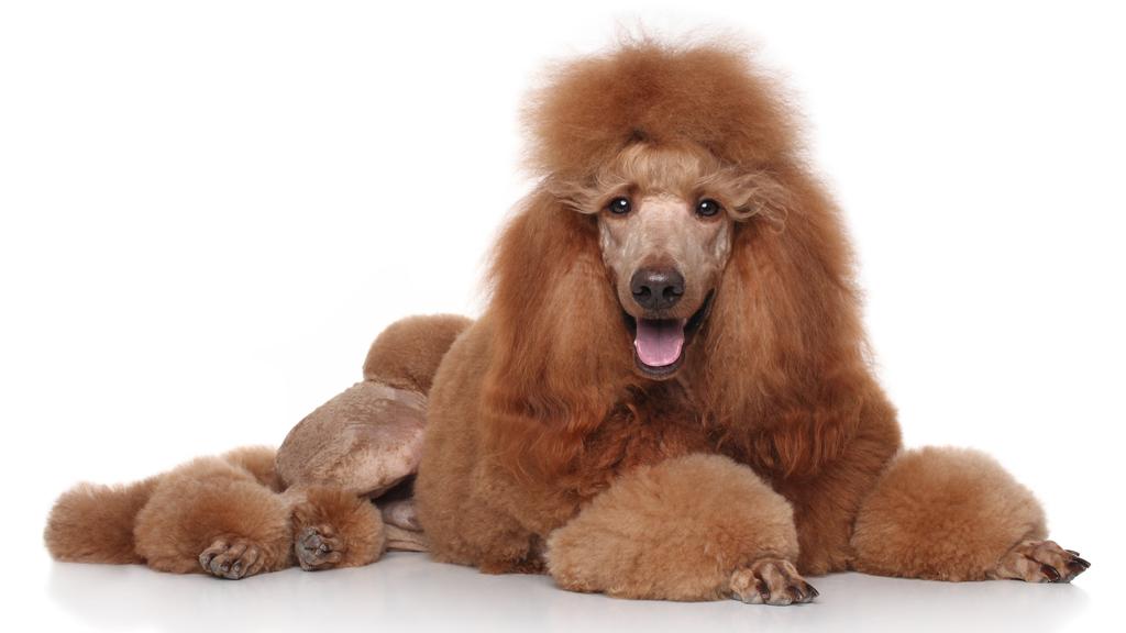 Poodle (Standard, Miniature, Toy)