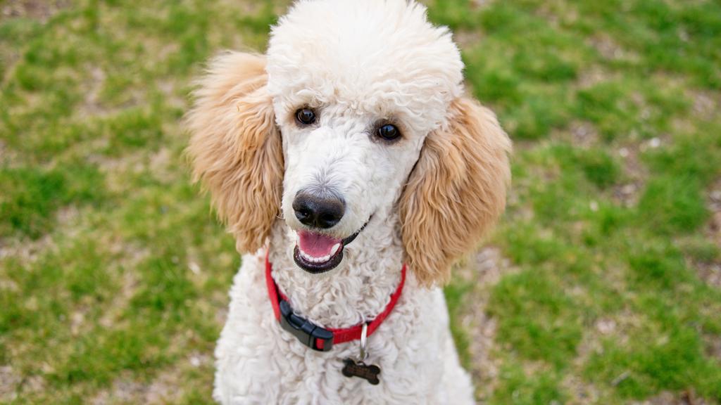 Poodle (Standard, Miniature, Toy)