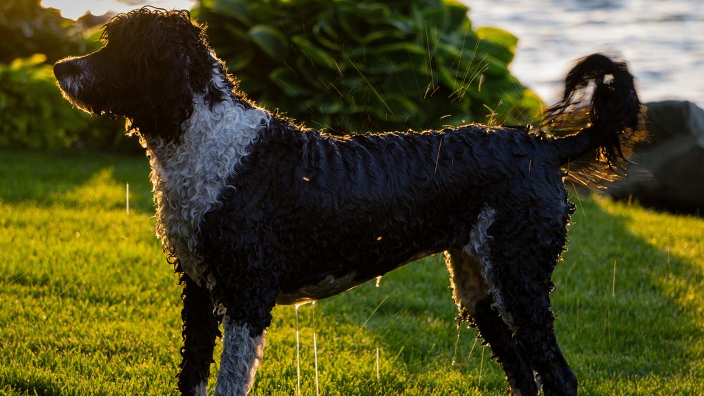 Exercise & Activity Needs icon