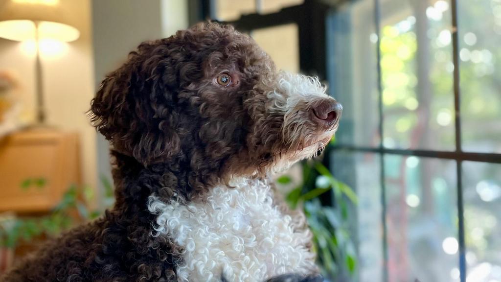 Life Stage Considerations icon