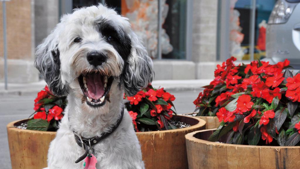 Portuguese Water Dog