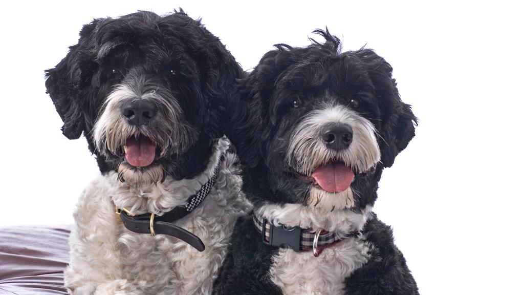 Portuguese Water Dog