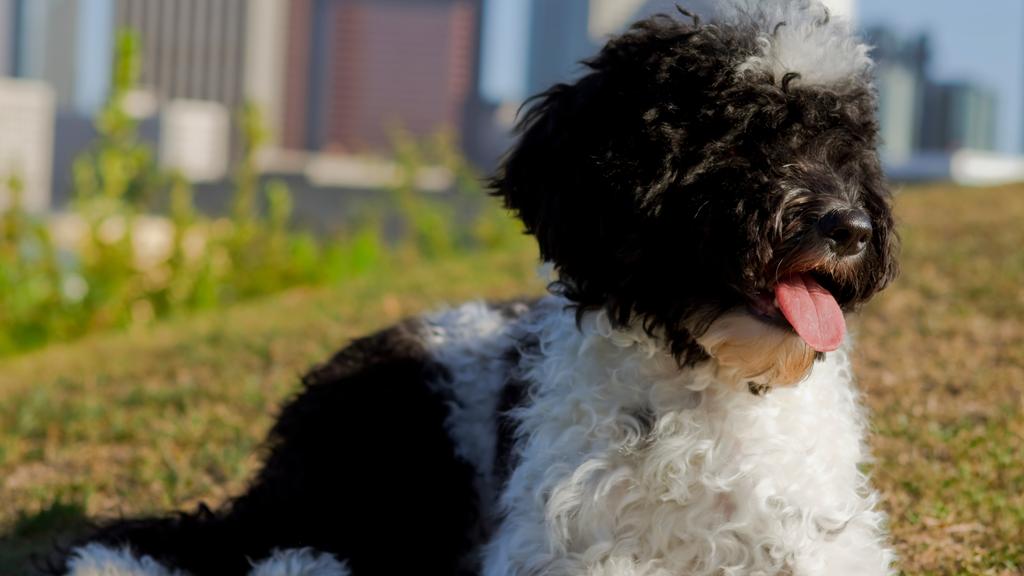 Suitability for First-Time vs. Experienced Owners icon