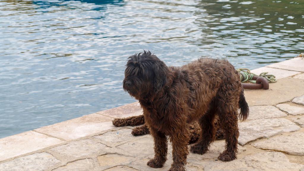 Portuguese Water Dog