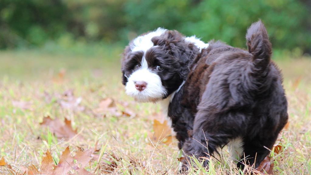 Grooming & Health icon