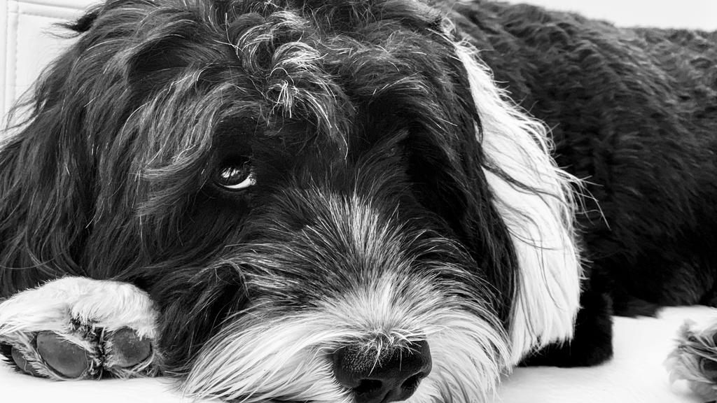 Grooming & Health icon