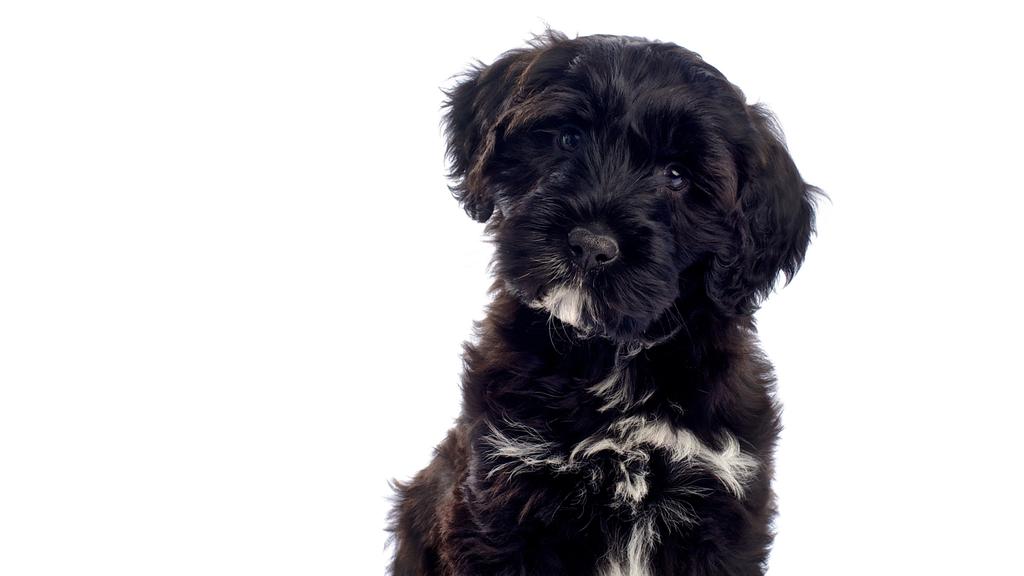 Portuguese Water Dog