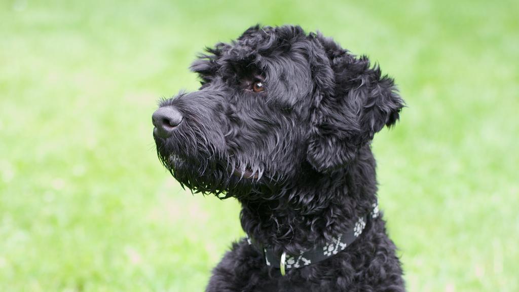 Portuguese Water Dog